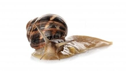 Intenskin contient Snail Mucina